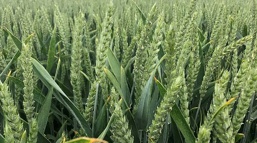 Wheat crop