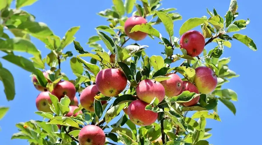 Apple Farming