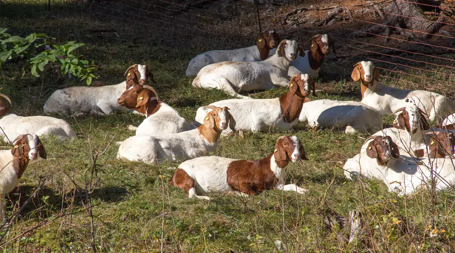Boer Goat Farm