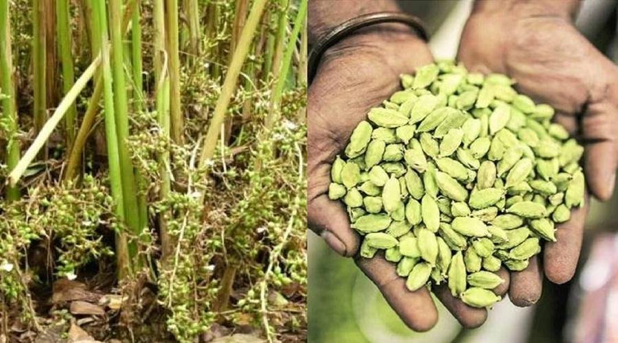 Cardamom Cultivation