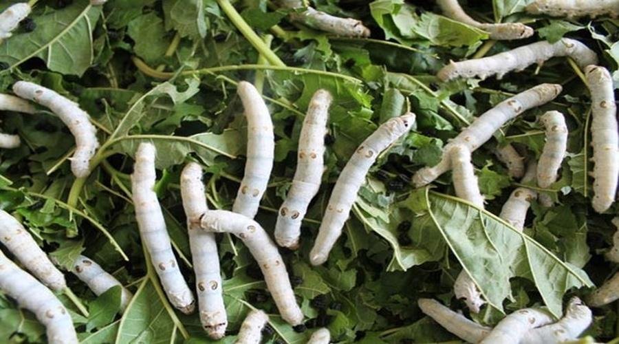 Sericulture Farming