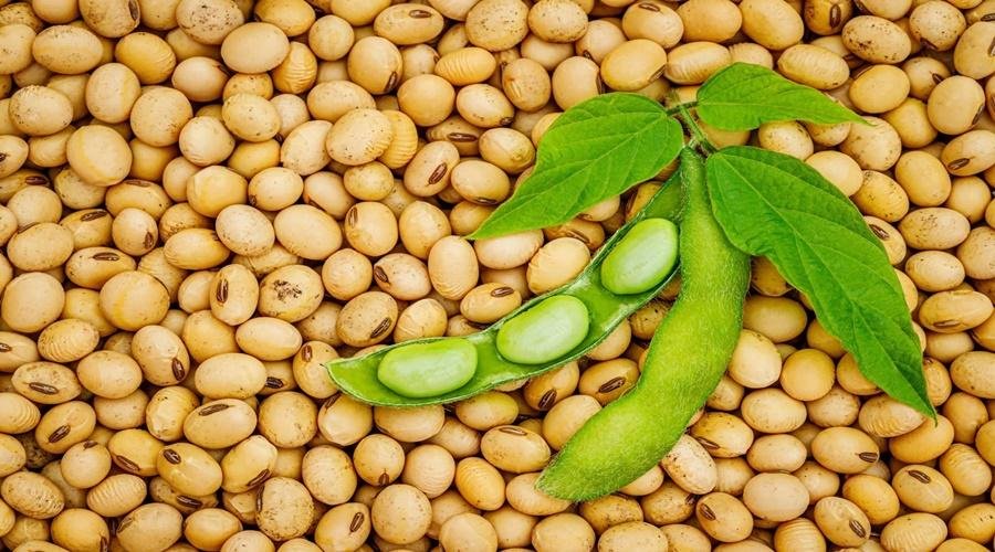Soybean Rate