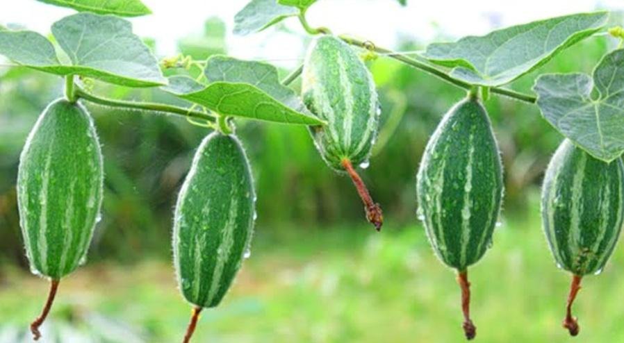 Farming of Parval