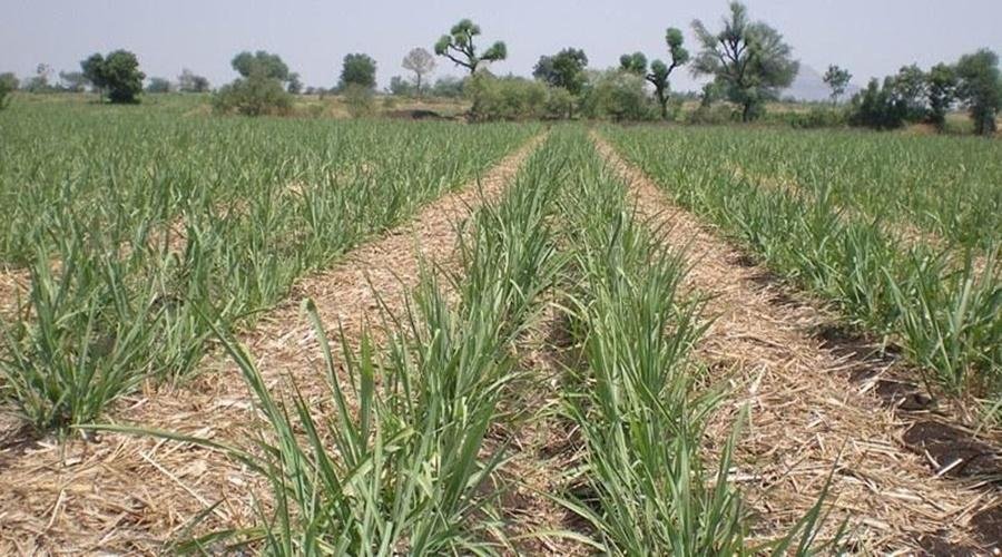 Sugarcane Cultivation