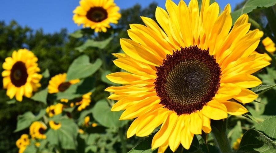 Sunflower Farming