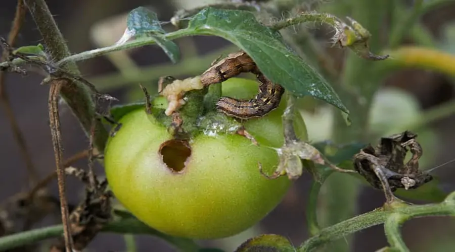 Tomato Pest