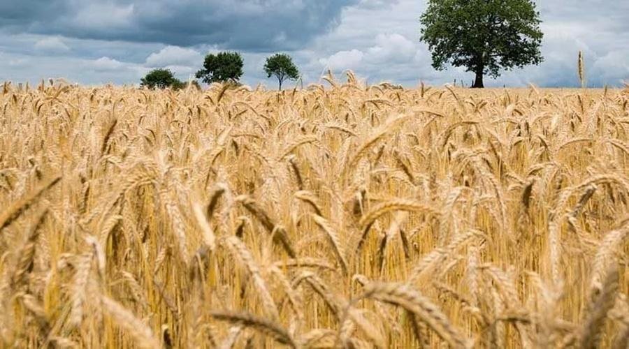 Wheat varieties