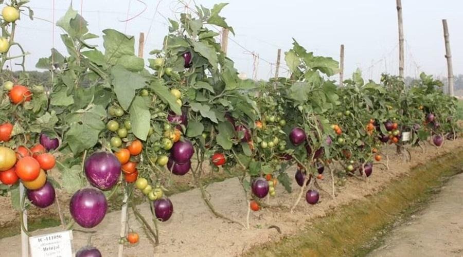 Agriculture News