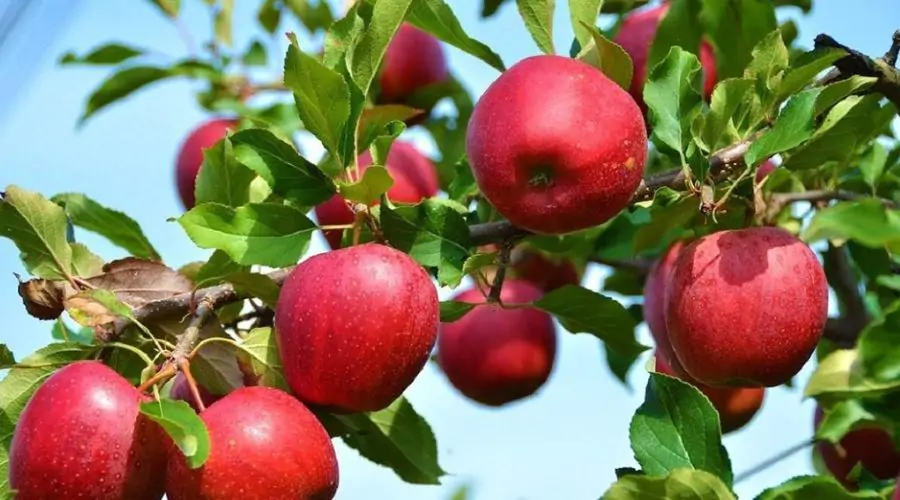Agriculture news
