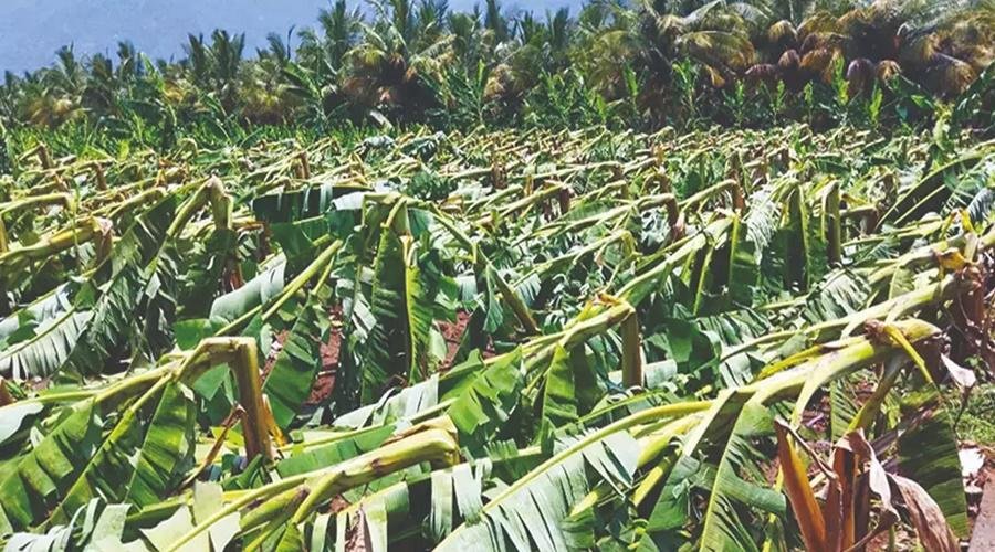 Banana Crop Insurance