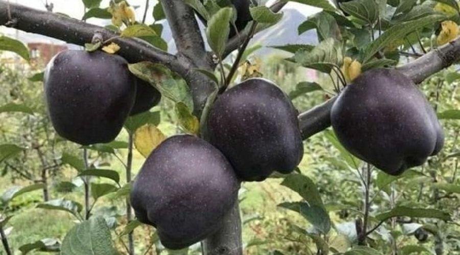 Black Diamond Apple