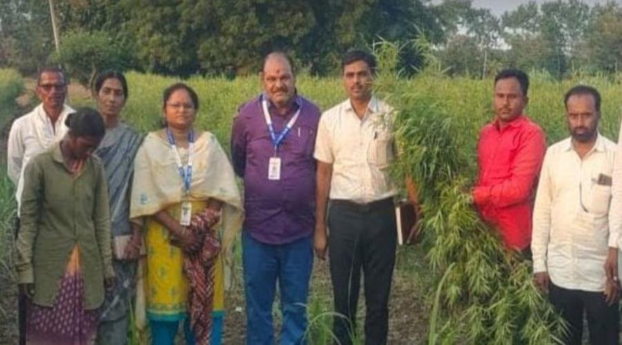 Cannabis crop