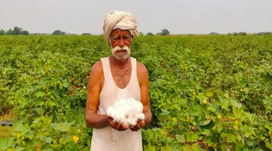 Cotton Rate