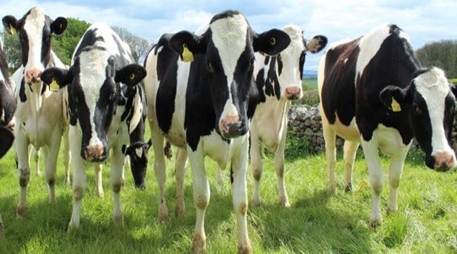 Dairy Farming