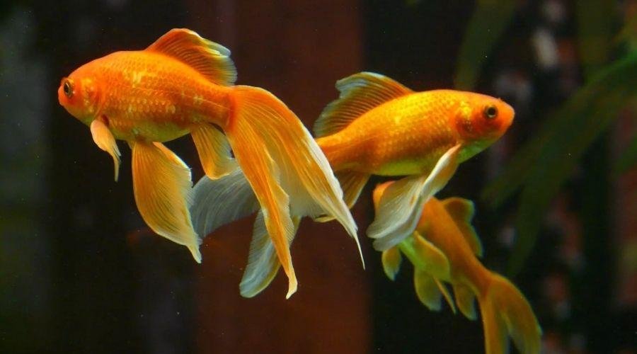 Gold Fish Farming