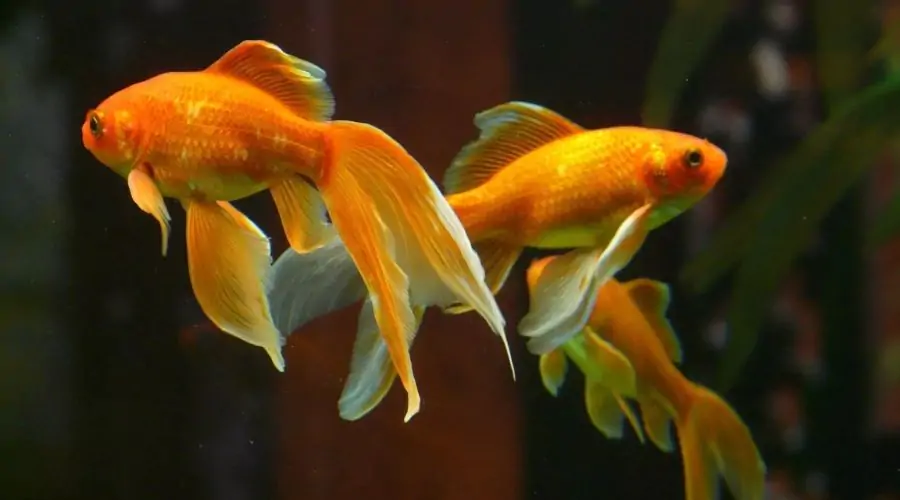 Gold Fish Farming