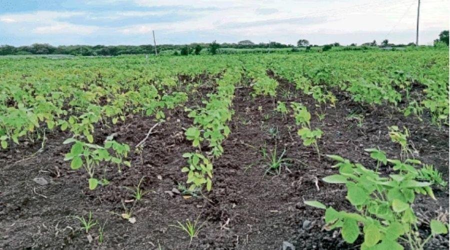 Kharif Season