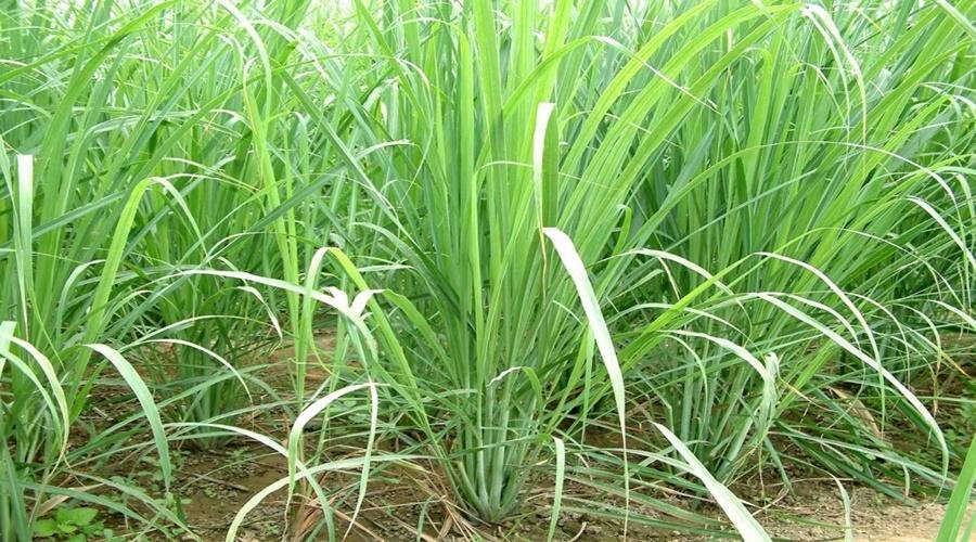 Leaoman Grass