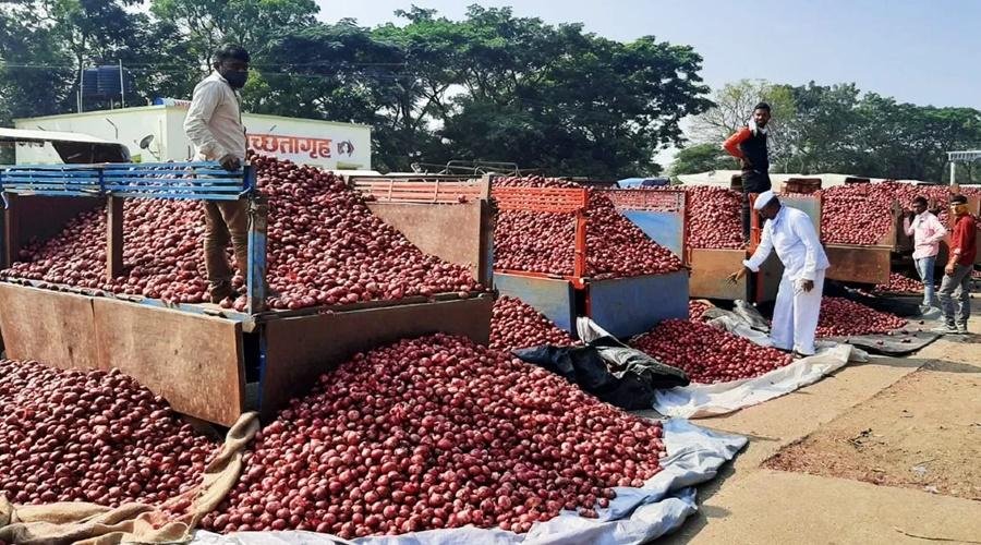 Nashik Onion