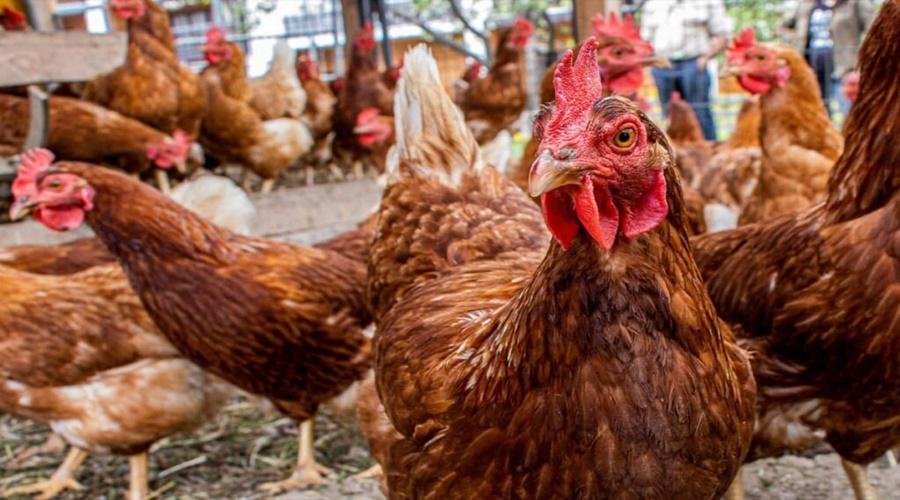 Poultry Farming
