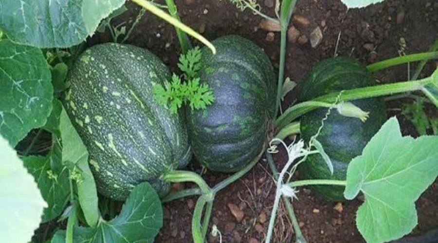 Pumpkin Farming