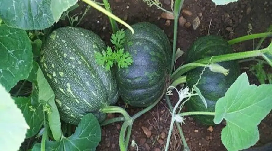 Pumpkin Farming