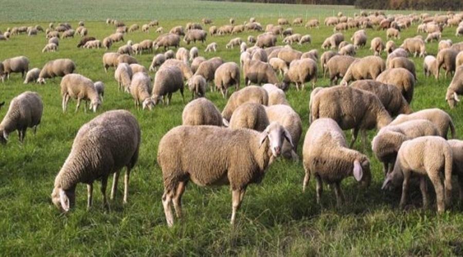 Sheep Farming