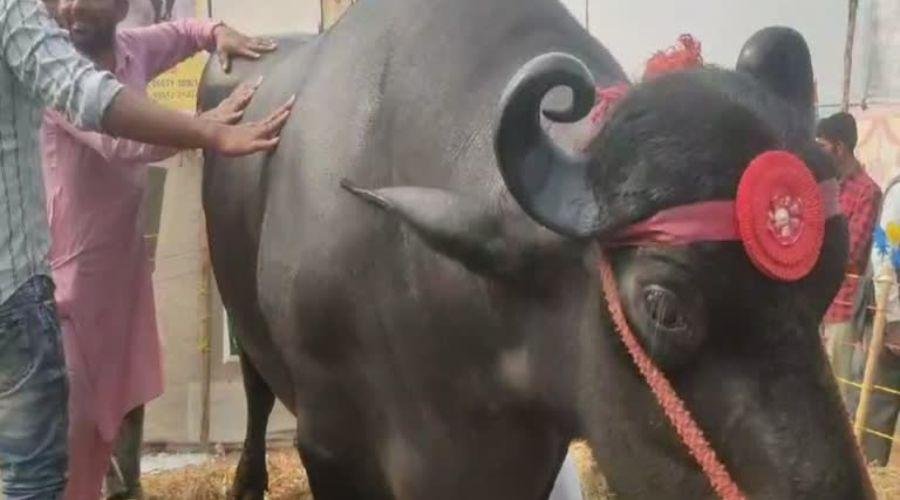 Animal Husbandry