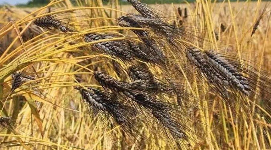 Black Wheat Sowing