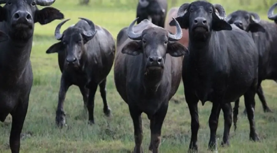 Buffalo Rearing