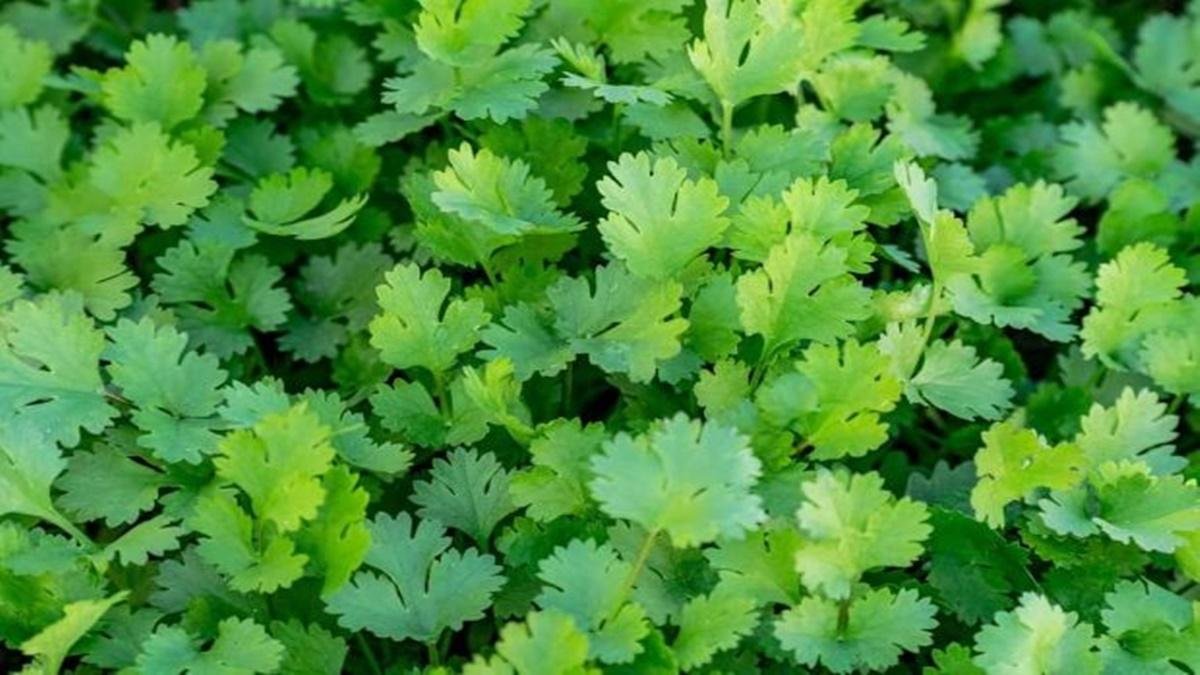 Coriander Rate
