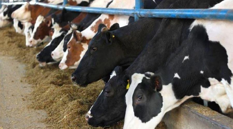 Cow Poisoning