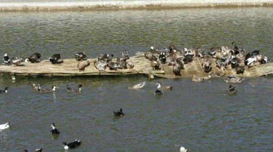 Duck-Fish Farming