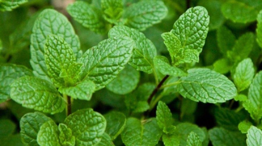 Peppermint Farming