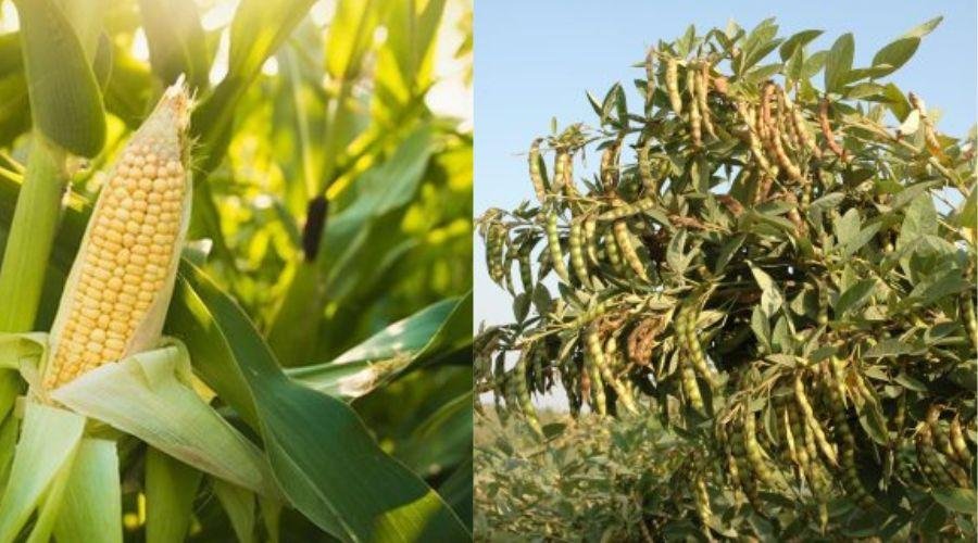 Maize Tur Market