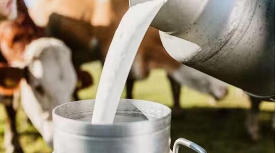 Milk Rate