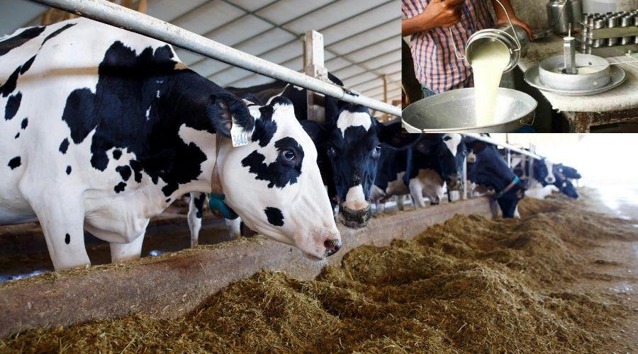 Milk Price