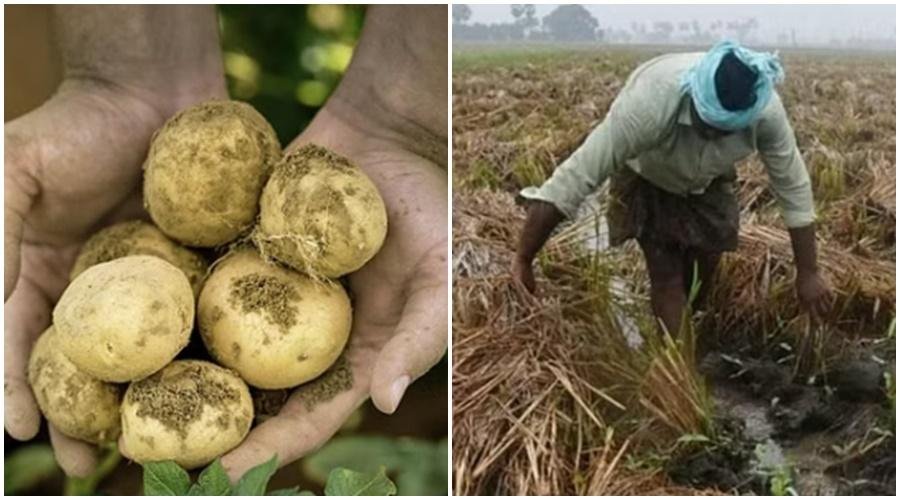 Potato and rice prices