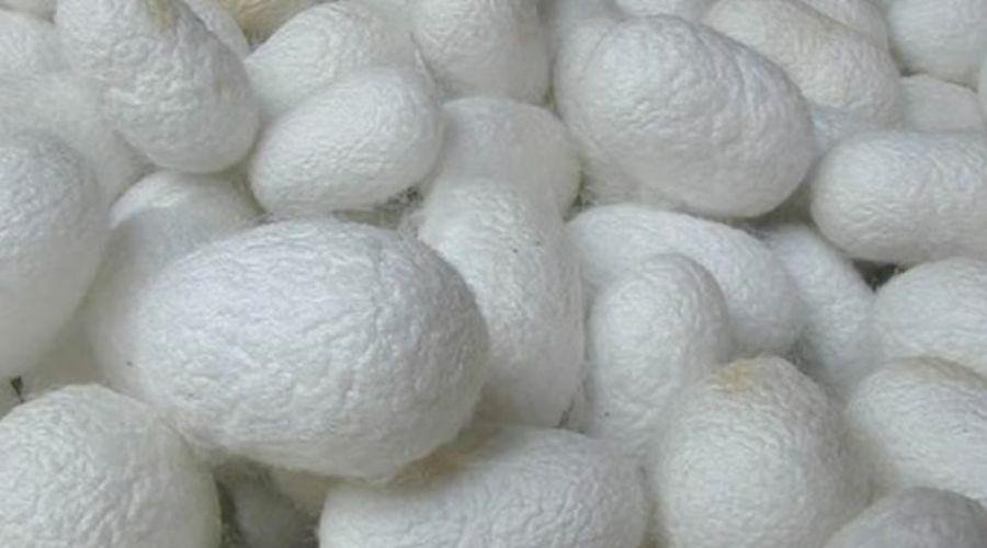 Silk Market Rate