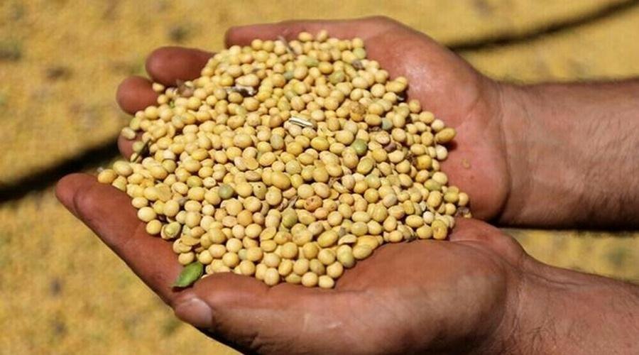 Soybean Rate
