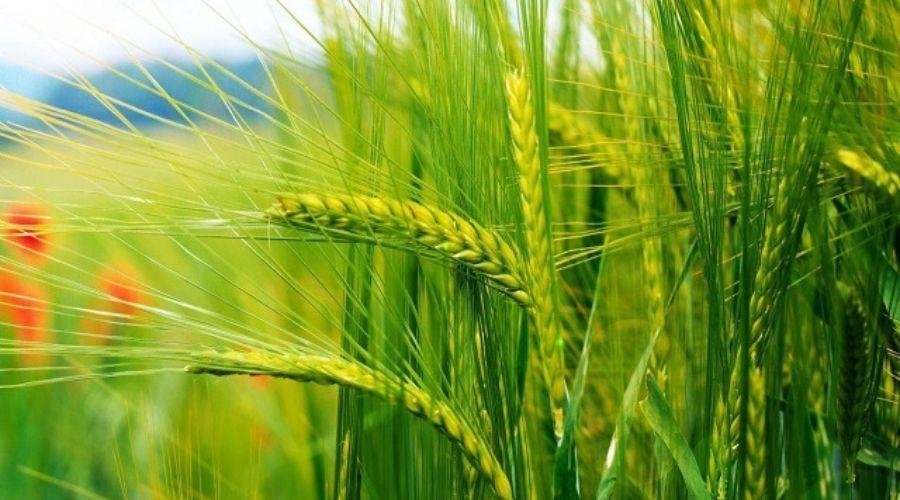 Wheat Farming