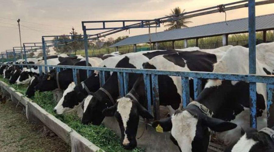 Animal Husbandry Schemes
