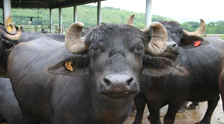 Dairy Farming Tips