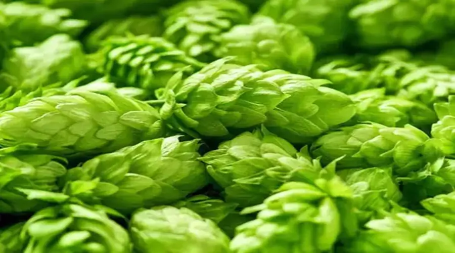 Hop Shoots
