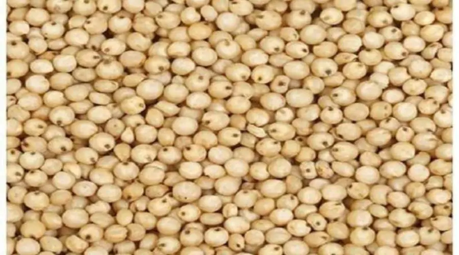 Jowar Bajar Bhav