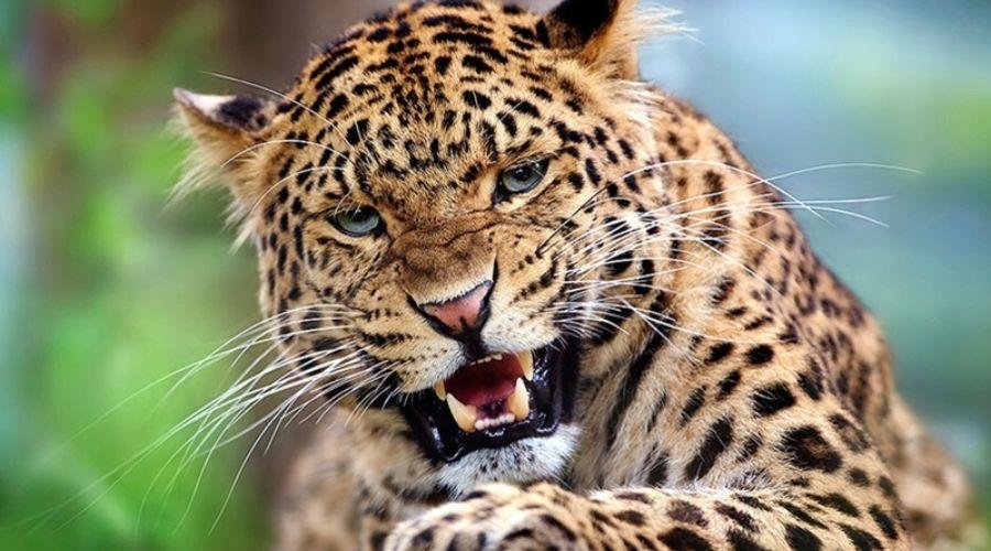 Leopards Attack