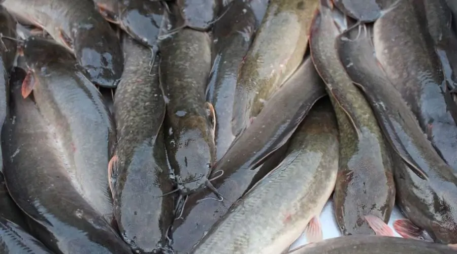 Mangoor Fish Farming