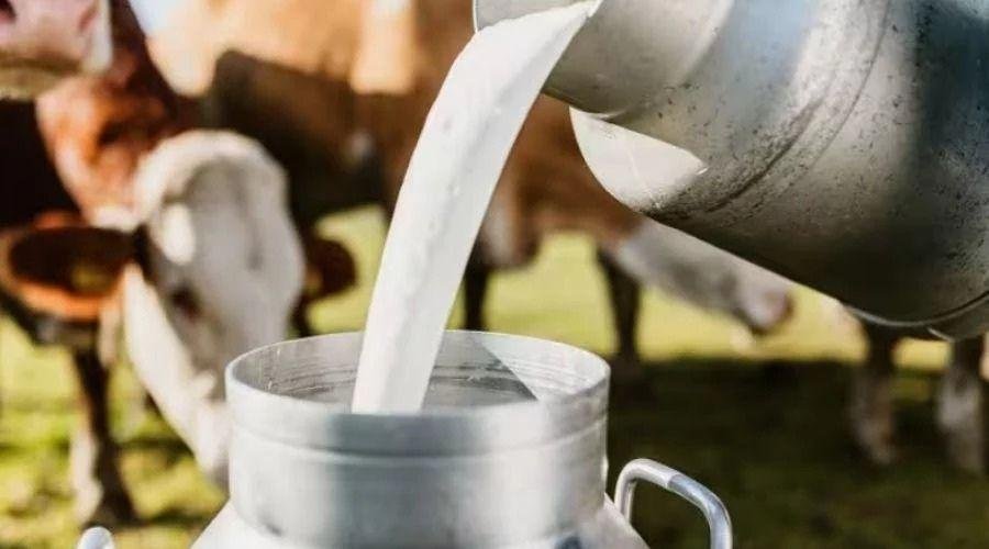Milk rate