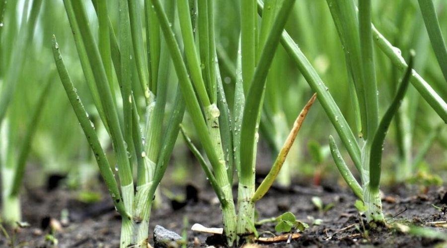 Onion Crop