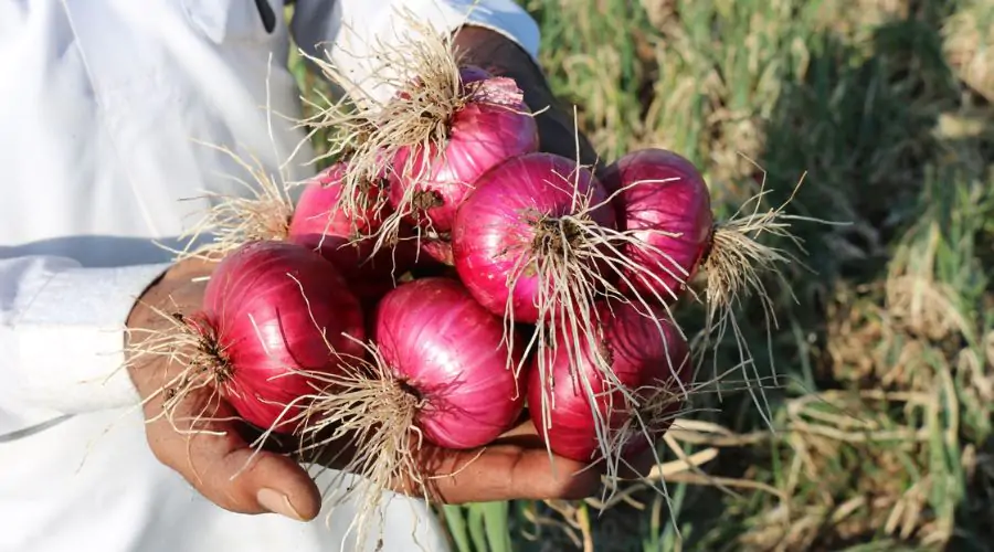 Onion Rate